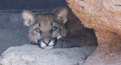 The cub peers out from behind a rock